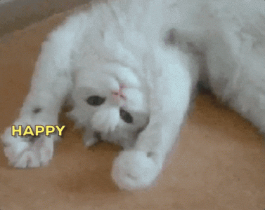 Happy Cat Birthday.gif
