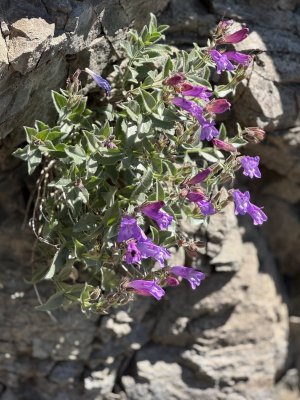 PurpleFlowers.jpg