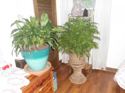 cactus and house plant in the house now 003.JPG