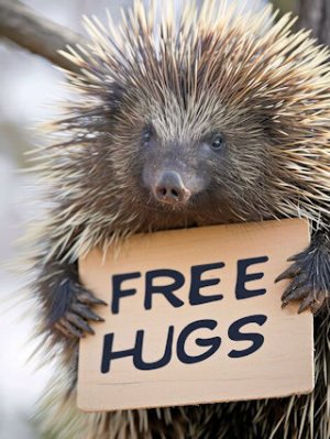 Porcupine @.jpg