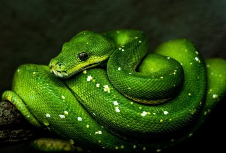 green python.jpg
