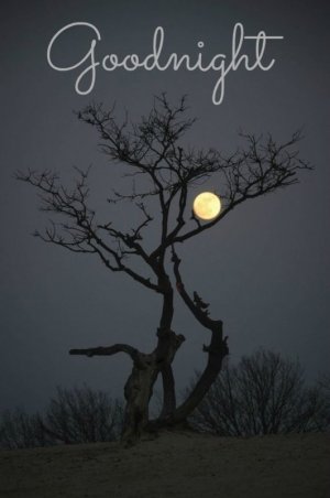 treee.jpg