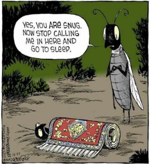 Bug in a Rug.jpg