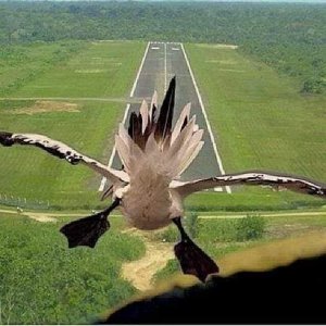 animal2.jpg