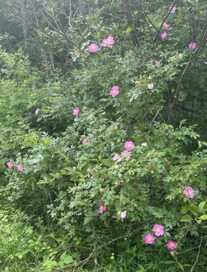 IMG_9553.jpeg