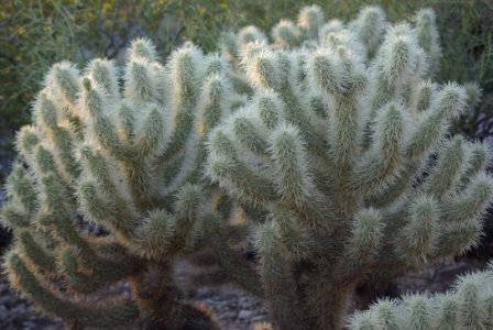 jumping cholla.jpg