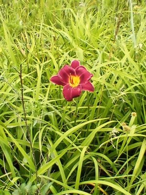 IMG_20250611_184024.jpg