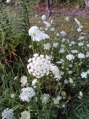 IMG_20250623_062048.jpg