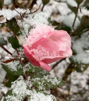 IMG_0359.jpeg
