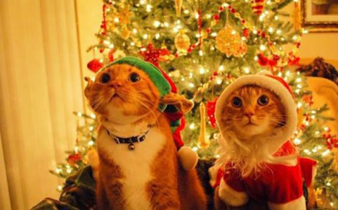 Xmas @.jpg