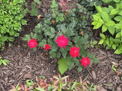 IMG_0947.jpeg
