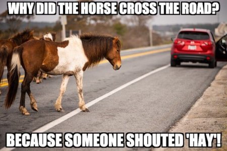 horse6.jpg