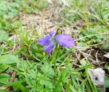 Common Blue Violet tiny single.jpg