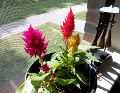 Celosia Potted.jpg