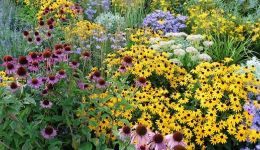 Perennail-Summer-Flowers-1051057392.jpg