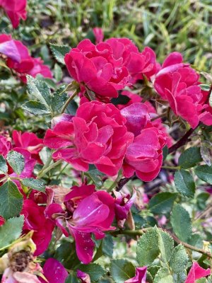 IMG_2084.jpeg
