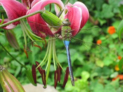 Dragonfly -IMG_3683 10-14-46-317.JPG