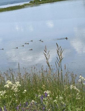 IMG_9618.jpeg