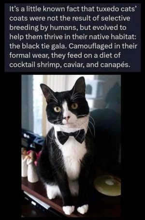 cf6ad1a0fbbf535cefd4786518980be6.jpg