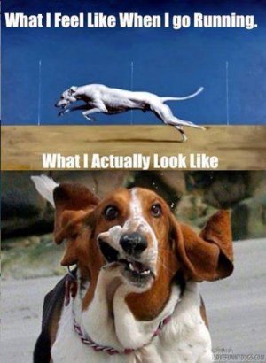 A running dog joke.jpg