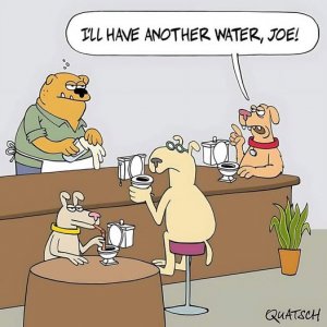 A dog toilet water joke.jpg