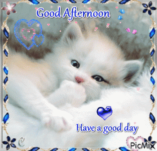 gd.afternoon.kitten.gif