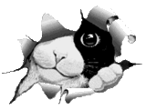 Copyofcatwink_zps77372d61.gif Copyofcatwink_zps77372d61.gif