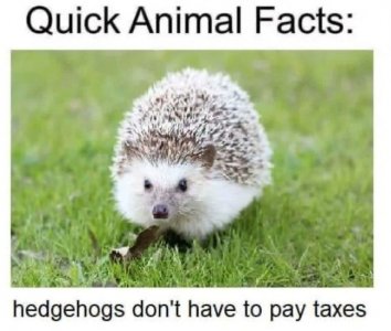 tax.jpg