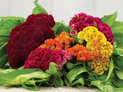 Flower-Cockscomb-Dwarf-Coral-Garden-Mix-IMG_8389.jpg