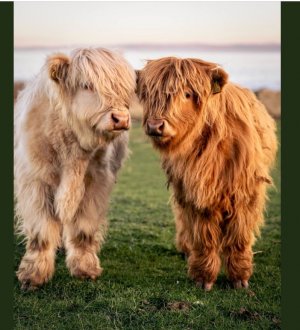 coo 4 Large.jpeg