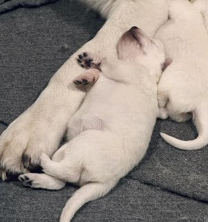 a little white pup.jpg