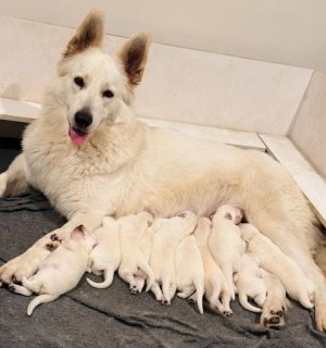 a white dog and pups.jpg