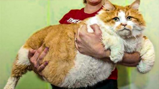 Hefty @.jpg