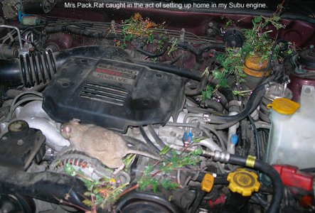 rat_engine_w.jpg