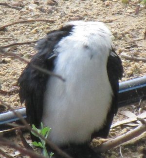 headless cormorant 2.JPG