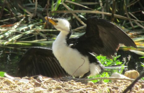 Pied Cormorant.JPG