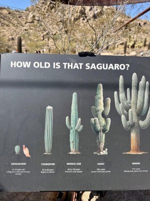 cactus3.jpg