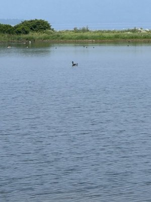 IMG_9665.jpeg