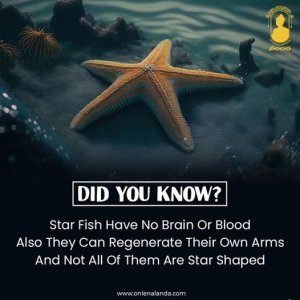 a who knew starfish.jpg