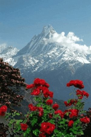 a mountain and red flowers lunapic edit.gif