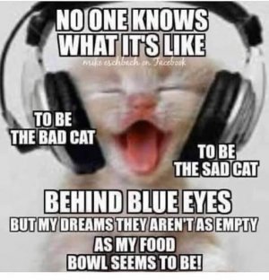 a cat song joke.jpg
