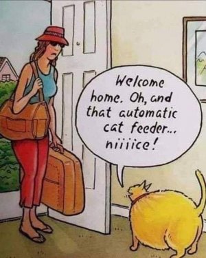 a cat feeder joke.jpg