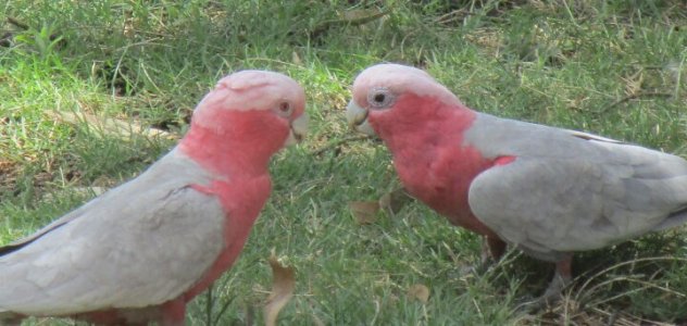 In love Galahs 2.jpg
