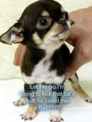 IMG_2127.jpeg