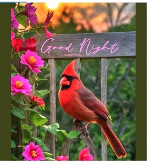 Good Night bitd red-08 at 8.16Good.42 PM.jpeg