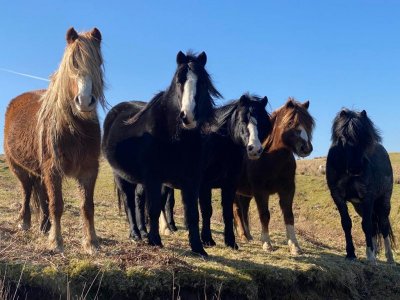 wild_ponies.jpg