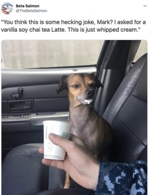 a dog coffee meme.jpg