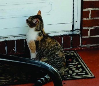 Porch Kitty 3.jpg