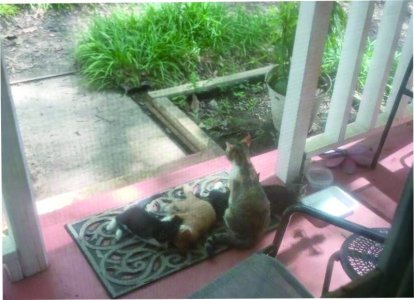Cat Family.jpg