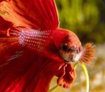 betta.jpg